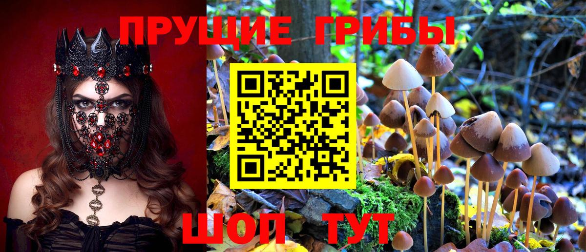 Псилоцибиновые грибы мицелий Славянск-на-Кубани